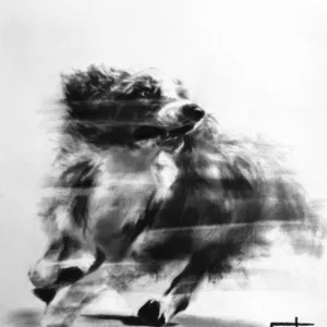 Dessin au fusain d'un Border Collie par Lola Jamin