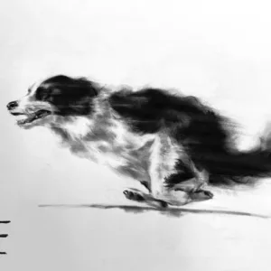 Border Collie 3