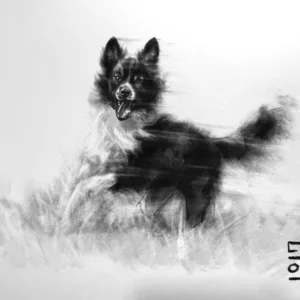 Dessin d'un Border collie au fusain